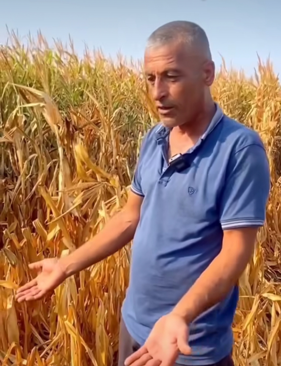 mendereste-misir-tarlalari-kurudu-tarim-alarm-veriyor Menderes’te Mısırlar Yandı: Kuraklık Alarmı