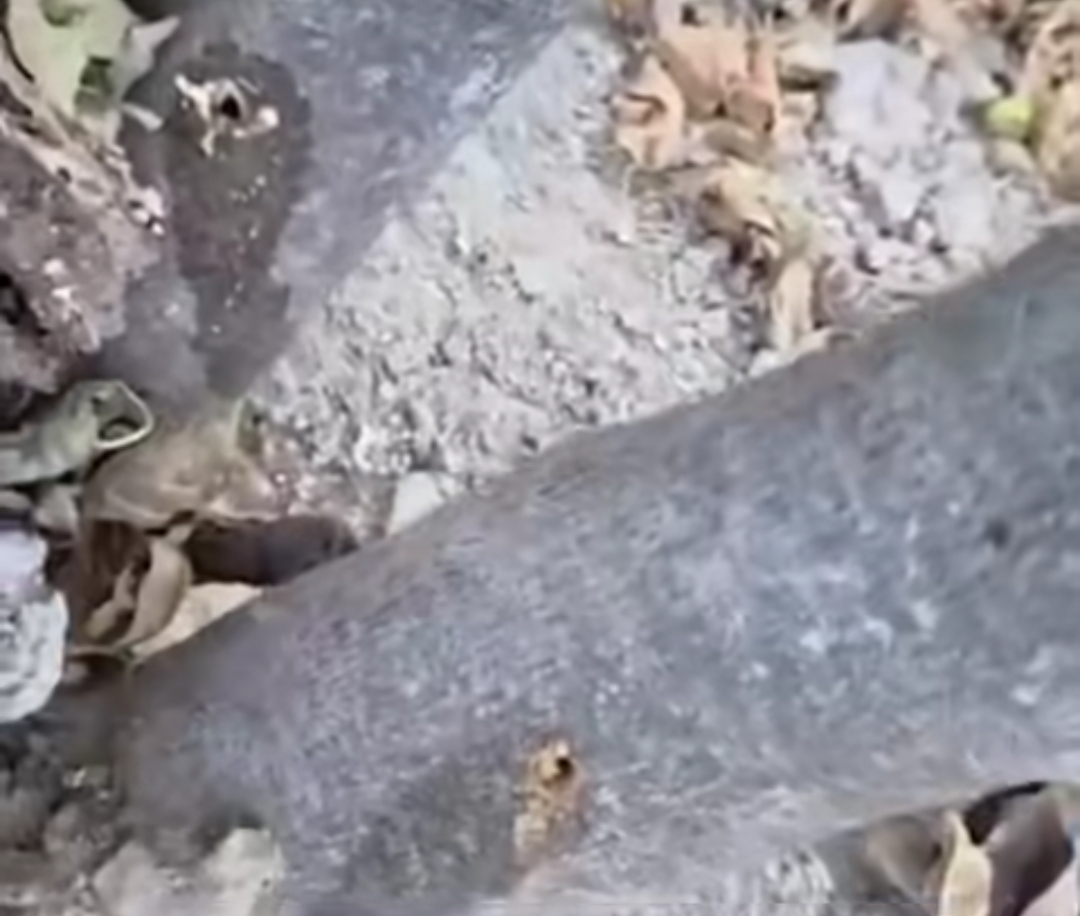 tire-de-incir-agaclarina-saldiri-2 Tire'de İncir Bahçesine Saldırı