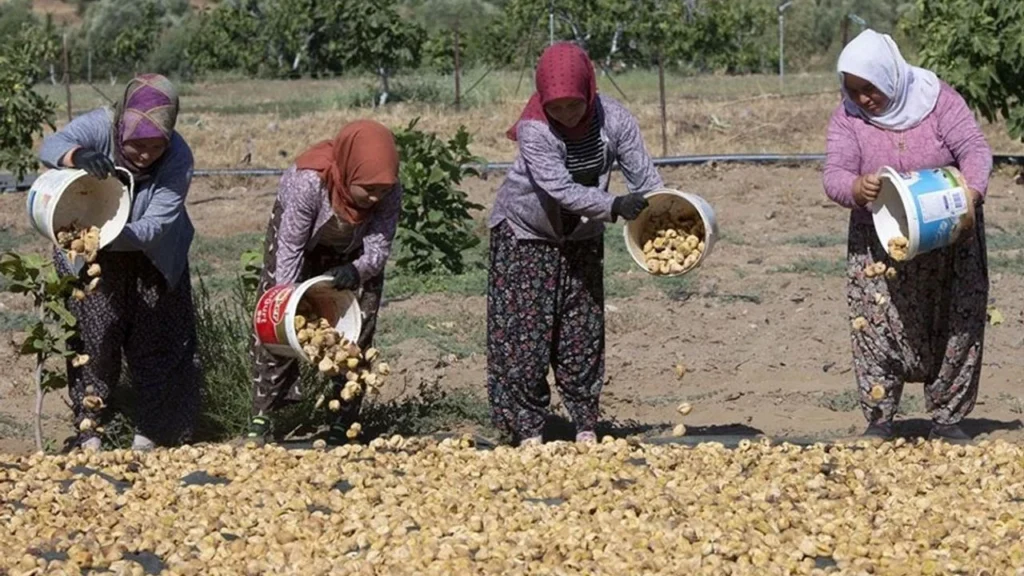 Tire’de 2025 İncir Sezonu İşçi Ücretleri Belirlendi