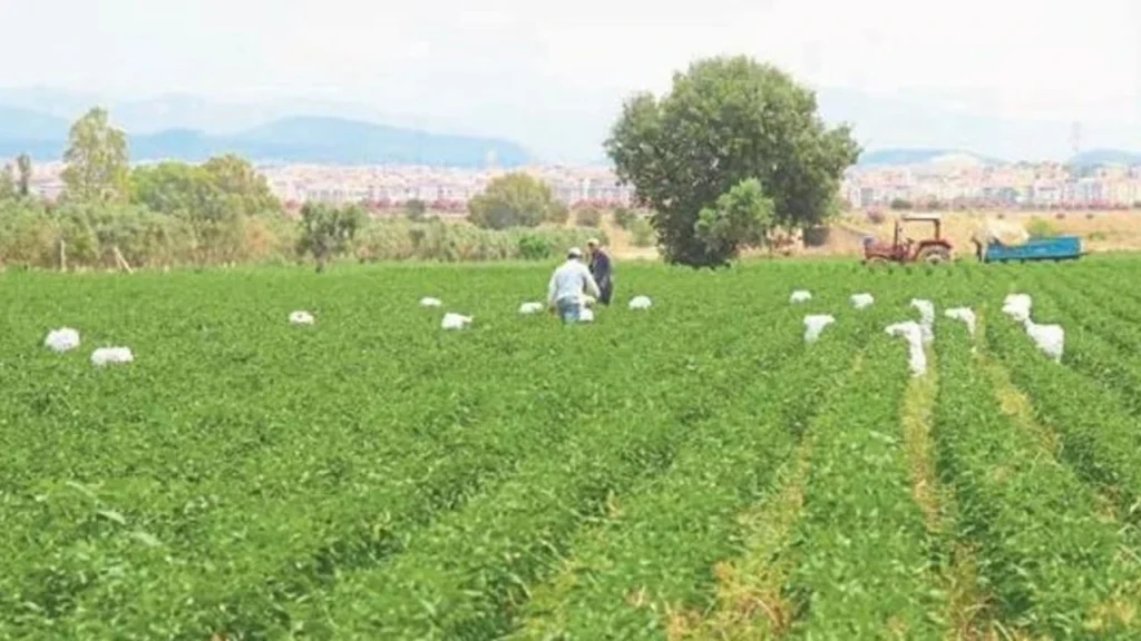 Torbalı’da Kışlık Sebze Krizi: Çiftçi Zor Durumda, Tarımda Alarm