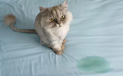 Kedi İdrarı Kokusu Nasıl Geçer: Evcil Hayvan Sahipleri İçin Kalıcı Çözümler